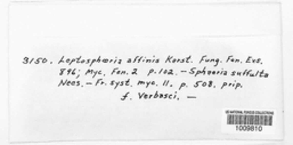 Leptosphaeria affinis image